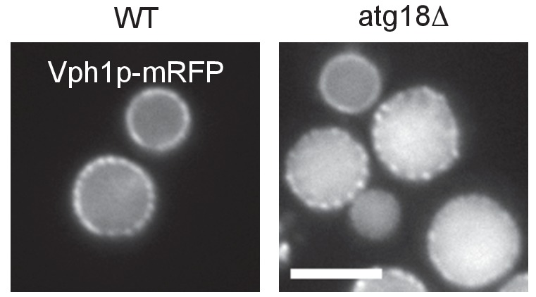 Figure 4—figure supplement 2.