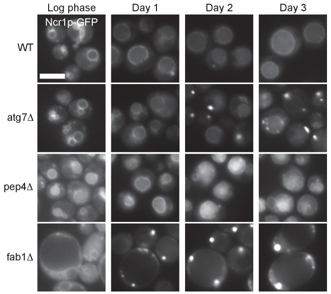 Figure 4—figure supplement 1.