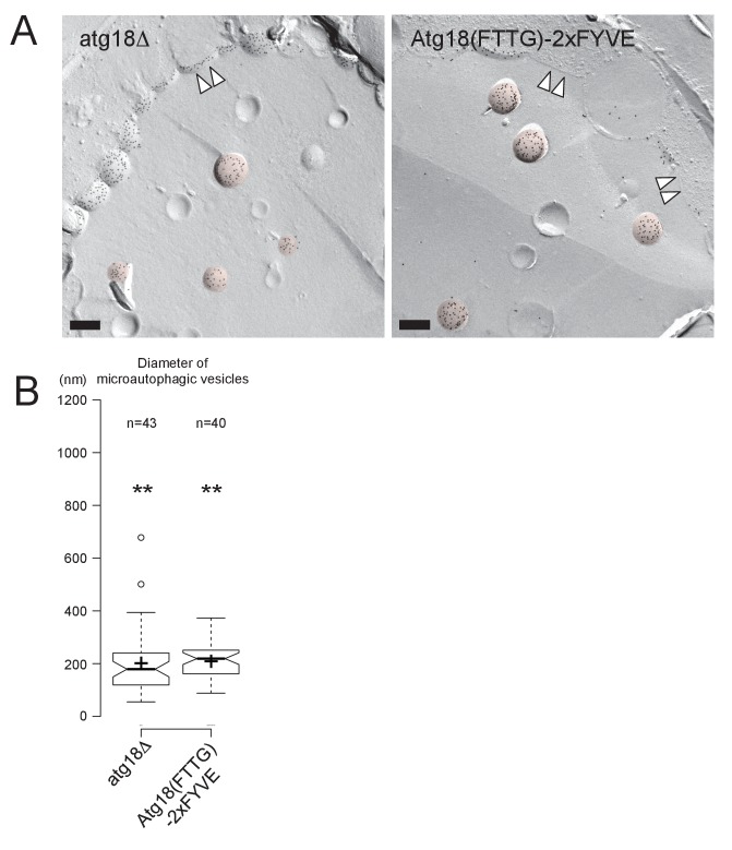 Figure 4—figure supplement 4.