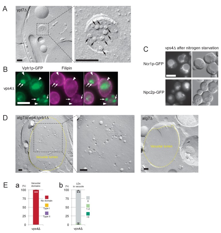 Figure 6—figure supplement 1.