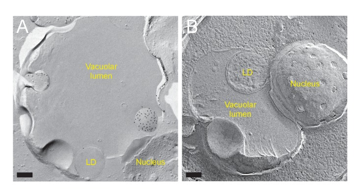 Figure 5—figure supplement 2.