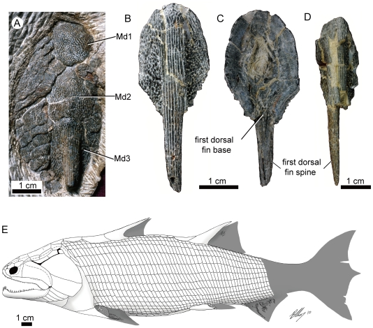 Figure 4