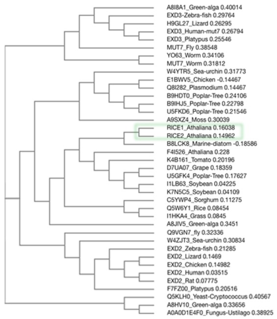 Figure 7—figure supplement 3.