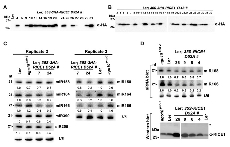 Figure 5—figure supplement 1.