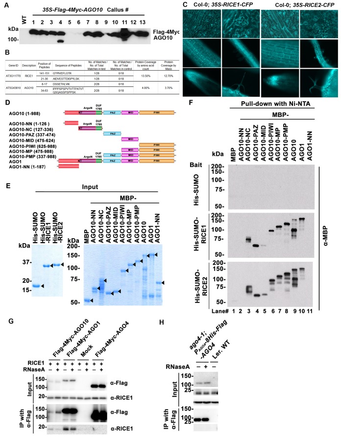 Figure 1—figure supplement 1.