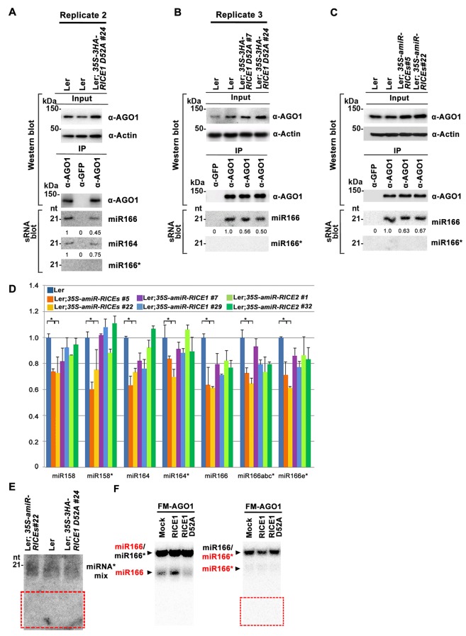 Figure 7—figure supplement 1.