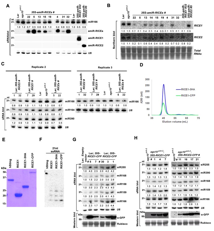 Figure 3—figure supplement 2.