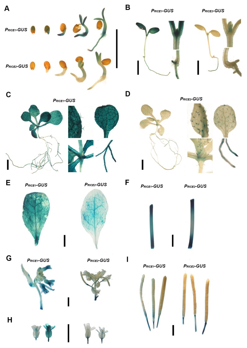 Figure 3—figure supplement 1.