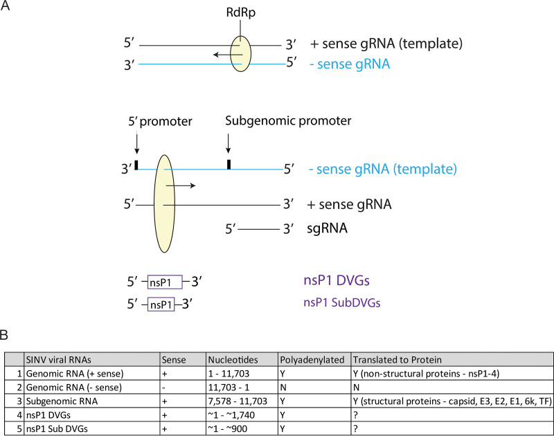 FIG 1