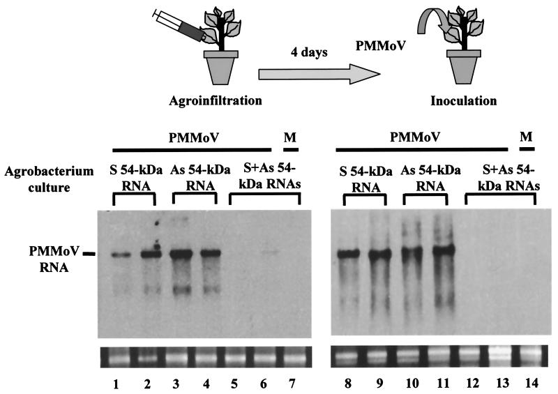 FIG. 5