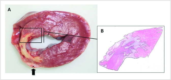 Figure 7.