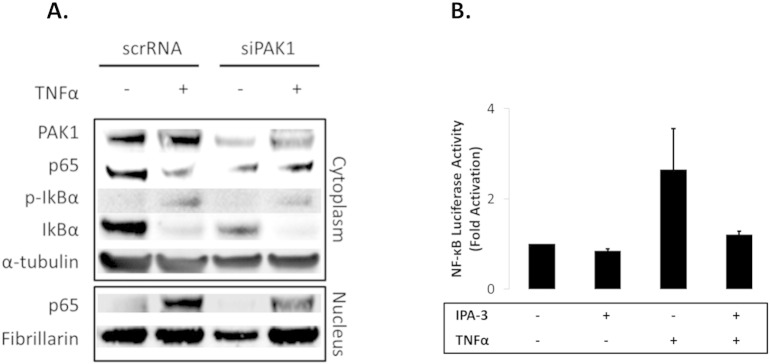 Supplementary Fig. S3