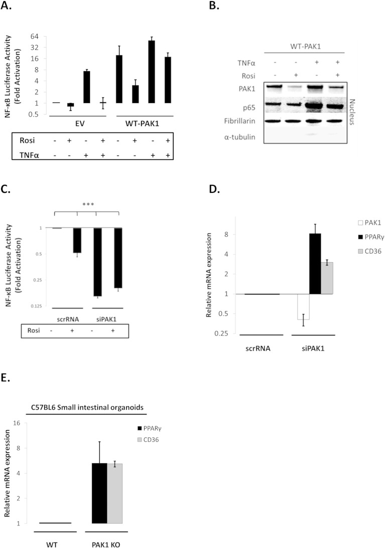 Supplementary Fig. S4