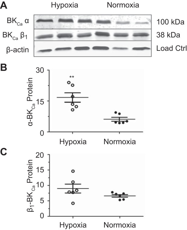 Fig. 8.