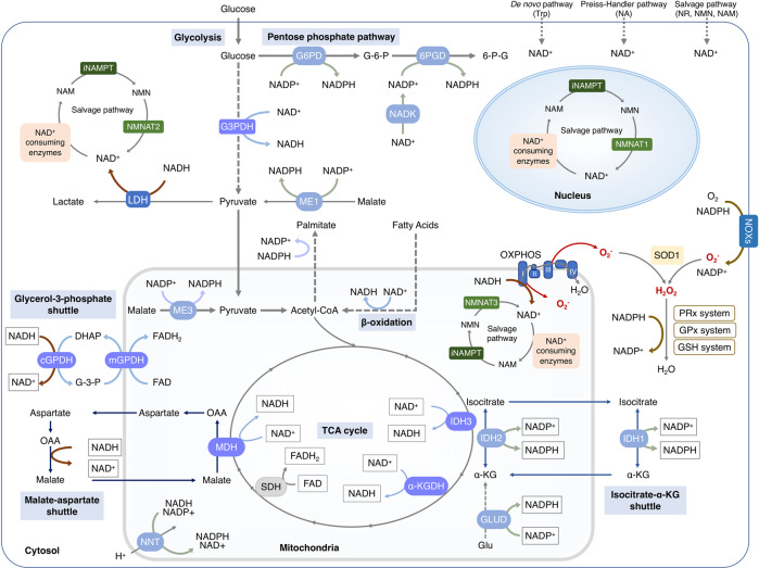 Fig. 2