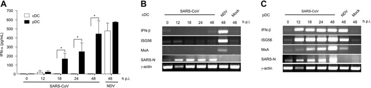 Figure 6. Infection of human pDCs and cDCs with SARS-CoV. Primary pDCs or cDCs were isolated from peripheral blood of healthy donors and infected with either SARS-CoV (moi = 1) or Newcastle disease virus (NDV) as positive control (moi = 5), or were left uninfected (mock). (A) IFN-α in culture supernatants was determined at the indicated time points. Results represent pooled data (means ± SD) using pDCs and cDCs from 4 healthy donors. Statistical analysis was performed using Student t test (*P < .05). (B-C) Expression of IFN-β, ISG56, MxA, SARS-CoV N protein, and γ-actin mRNAs in (B) cDCs and (C) pDCs was determined by RT-PCR. One representative result of 4 individual experiments is shown.