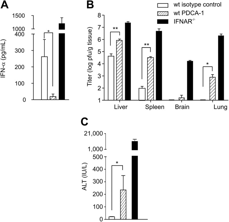 Figure 5. Effect of antibody-mediated pDC depletion on MHV infection. 129Sv mice were treated with rat IgG2b (wt isotype control) or α–mPDCA-1 (wt PDCA-1) and infected intraperitoneally with 5 pfu MHV A59 (n = 6). IFNAR−/− mice (n = 3) were used to demonstrate uncontrolled MHV spread in the absence of a functional IFN system. (A) IFN-α concentration in serum (means ± SD), (B) viral titers (means ± SD) in liver, spleen, brain, and lung, and (C) serum ALT values (means ± SD) were assessed at 48 hours after infection. (A-C) Statistical analysis was performed using Student t test (*P < .05; **P < .01).