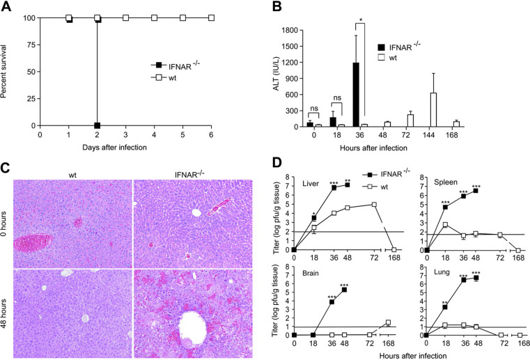 Figure 3. Impact of type I IFN signaling during MHV infection. IFNAR−/− or wt mice were injected intraperitoneally with 5 pfu MHV A59. (A) Health status of IFNAR−/− and wt mice was monitored twice daily after infection (n = 6). (B) ALT values were measured at the indicated time points after infection. (C) Liver pathology in IFNAR−/− and wt mice before or 48 hours after MHV A59 infection. Hematoxylin-eosin staining of 4% formaldehyde-fixed sections. Images were acquired using a Leica DMRA microscope (Leica, Heerbrugg, Switzerland) with a 25×/0.65 NA objective (total magnification, ×162). Images were processed using Adobe Photoshop (Adobe Systems, San Jose, CA). (D) Viral titers in liver, spleen, brain, and lung of MHV A59–infected IFNAR−/− or wt mice were determined at different time points after infection. Results represent the mean of 6 individual mice per time point. Solid horizontal lines in panel D represent limit of detection in the plaque assay. Data in panels B and D represent means ± SD from 2 experiments with a total of 3 or 6 mice evaluated per time point. Statistical analysis was performed using Student t test (ns, P > .05; *P < .05; **P < .01; ***P < .001).