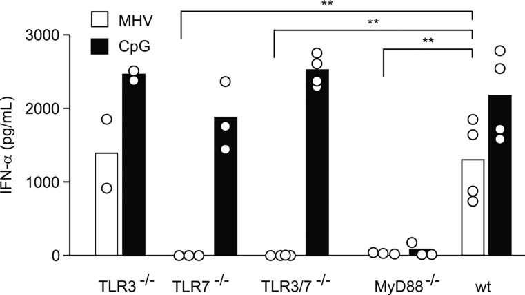 Figure 4. pDCs sense MHV via TLR7. Bone marrow–derived pDCs from TLR3−/−, TLR7−/−, TLR3−/−/TLR7−/−, MyD88−/−, or wt mice were infected with MHV A59 (moi = 1) or treated with CpG oligonucleotides. IFN-α in tissue culture supernatants was determined 24 hours after infection by ELISA. Bars represent means with values from individual mice shown as open circles. Statistical analysis was performed using Student t test (**P < .01).