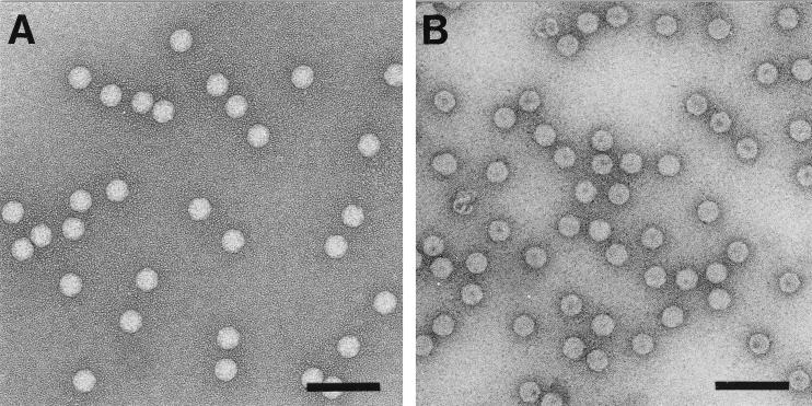 FIG. 6