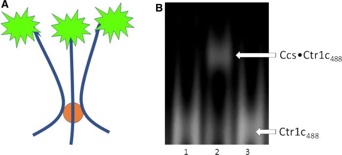 Fig. 1