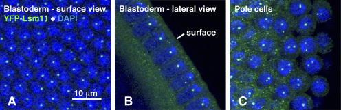 Figure 5.