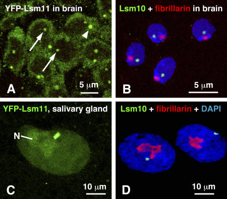 Figure 4.