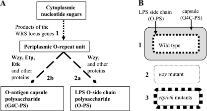 FIG. 1.