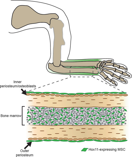 graphic file with name nihms830581f8.jpg