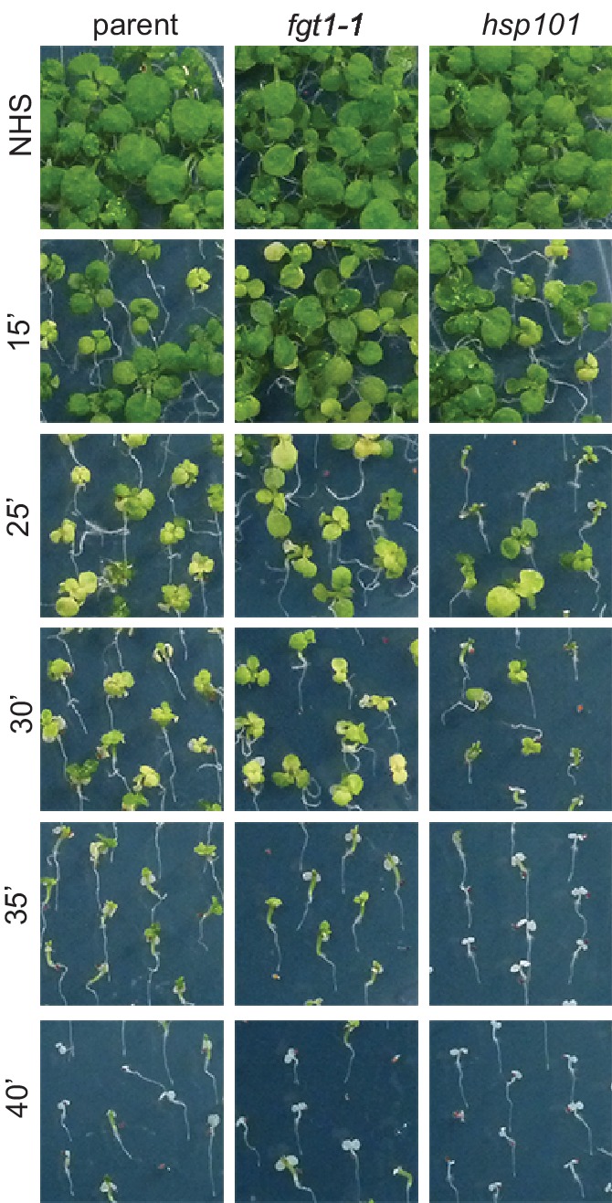 Figure 1—figure supplement 2.