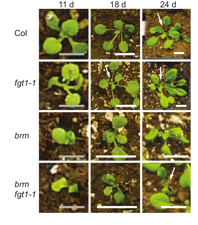 Figure 6—figure supplement 3.