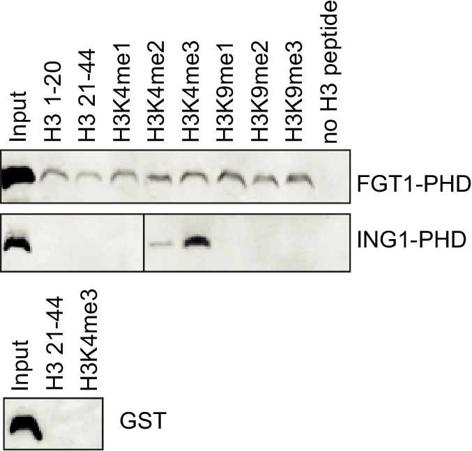 Figure 2—figure supplement 3.