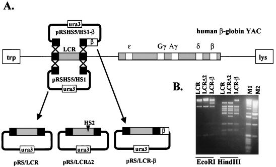 FIG. 1