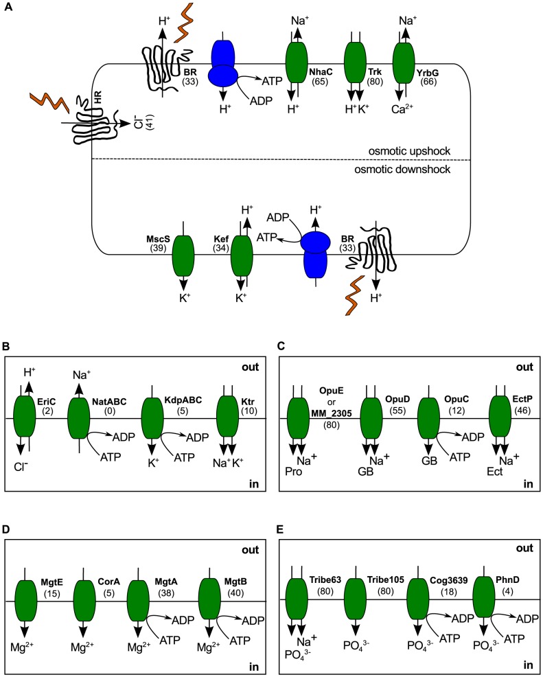 Figure 4