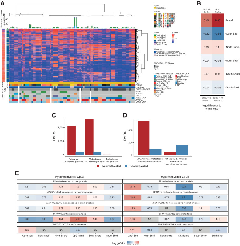 Figure 3. SPOP-mutant and TMPRSS2-ERG fusion PCBM have distinct methylomes. A, Unsupervised hierarchical consensus clustering of metastatic samples from 42 patients. Samples from each patient were clustered using 1% most variably methylated CpG sites from the Illumina EPIC array (8,038 sites). The heatmap shows the β values. Class of CpG (in relation to CpG island) is shown in blue/green heatmap on the left, along with methylation status of CpG sites in normal prostate tissue. Mutational burden (mutations/Mb) is shown in the barplot on top. Sample type (primary or metastatic), histology, and genetic alterations from whole-exome sequencing are annotated below. B, Enrichment in CpG types among the variably methylated CpGs, showing CpGs with log2 fold difference to mean β value of normal prostates below −2 and above 2 (left column), and below −10 and above 3 (right column). Values and colors indicate Pearson correlation coefficients. P values were < 2.22 × 10−16 in all cases. C, Number of DMRs in primary cancers compared with normal prostate and metastases compared with normal prostate (DMR ≥ 5 CpGs, >|20%| change in methylation, q < 0.05). D, Number of DMRs in metastases with SPOP mutation versus samples with neither SPOP mutation nor TMPRSS2-ERG fusion, and metastases with TMPRSS2-ERG fusion versus samples with neither SPOP mutation nor TMPRSS2-ERG fusion (DMR ≥ 5 CpGs, >|20%| change in methylation). E, Enrichment for differentially methylated CpGs between all metastases and normal prostate tissue, SPOP-mutant metastases and normal prostate tissue, TMPRSS2-ERG fusion metastases, and normal prostate tissue, SPOP-mutant metastases compared with non-TMPRSS2-ERG/SPOP-mutant metastases, and TMPRSS2-ERG fusion metastases compared with non-TMPRSS2-ERG/SPOP-mutant metastases. Values indicate the log-OR from Fisher exact tests.