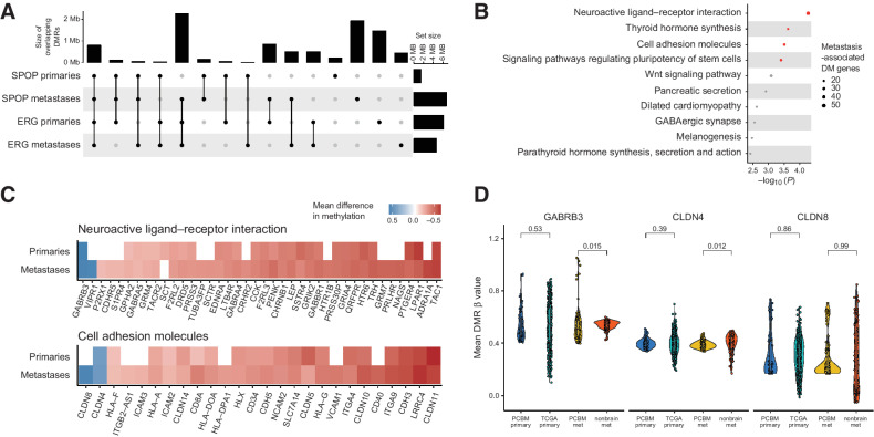 Figure 5. PCBM DNA methylation changes may suggest mechanisms driving PCBM. A, Overlap between DMRs in SPOP-mutant primaries, SPOP-mutant metastases, TMPRSS2-ERG fusion primaries, and TMPRSS2-ERG fusion metastases, compared with normal prostates. Dots and lines show sets being intersected, bar plots on top show the intersection size (Mb), and bar plots on the right show the size of set (Mb). B, Gene ontology analysis on genes with promoter-associated DMRs in PCBM compared with normal prostate tissue. C, Heatmap showing mean difference in methylation level at DM promoters of genes in the neuroactive ligand–receptor interaction and cell adhesion molecules gene sets for primary tumors and metastases, compared with normal prostates. White indicates the absence of a DMR at a given promoter. D, Mean level of methylation at promoter DMRs of GABRB3, CLDN4, and CLDN8 in primary samples from the PCBM cohort, TCGA primary prostate cancers, metastatic samples from the PCBM cohort, and non-brain metastases from Zhao and colleagues (2021). P values computed from Wilcoxon tests. PCBM primary n = 57, TCGA primary n = 502, PCBM metastasis n = 95, non-brain metastasis n = 100.