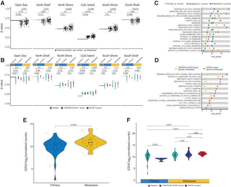 Figure 4. Global CpG island hypermethylation in PCBM is associated with the PRC2 complex. A, Mean methylation of CpG sites in relation to CpG islands in normal prostate, primary, and metastatic samples. P values computed from Wilcoxon tests. B, Mean methylation of CpG sites in relation to CpG islands in normal prostate, primary, and metastatic samples, stratified by TMPRSS2-ERG fusion, SPOP mutation, or neither. P values computed from Wilcoxon tests. C, Gene set enrichment analysis on DM CpG sites between primary tumors and normal prostates, metastases and normal prostates, and metastases and primary tumors, using curated gene sets from MSigDB. Pathways shown are from the union of the top 10 DM pathways from each of the three comparisons. D, Same as C but showing the union of the 10 most DM pathways between SPOP-mutant or TMPRSS2-ERG fusion metastases against metastases with neither alteration. E, Expression of EZH2 in primary tumors and metastases from targeted RNA-seq. P values computed from Wilcoxon tests. F, Same as E, with samples stratified by TMPRSS2-ERG fusion, SPOP mutation, or neither.