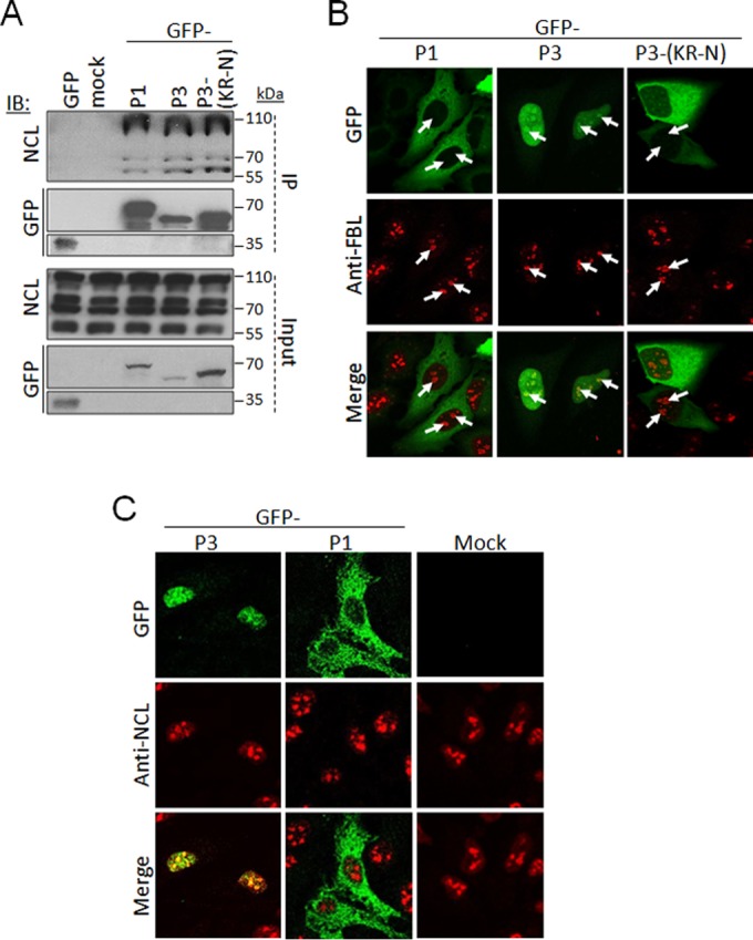 FIG 2