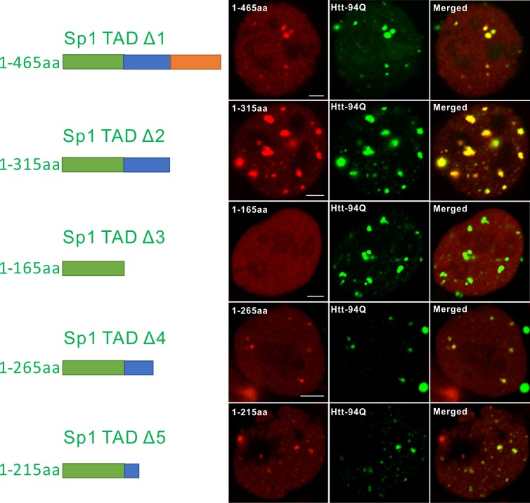 Figure 5—figure supplement 1.