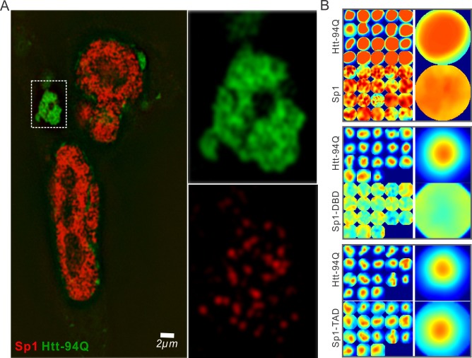 Figure 4—figure supplement 1.