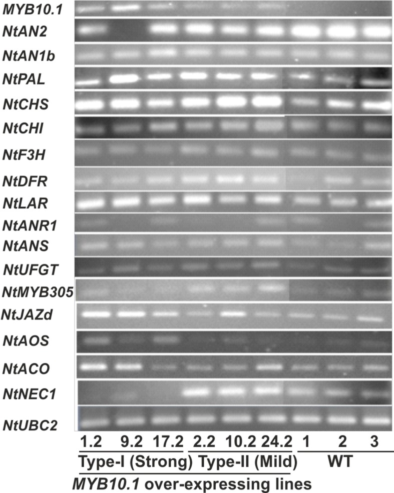 Figure 5