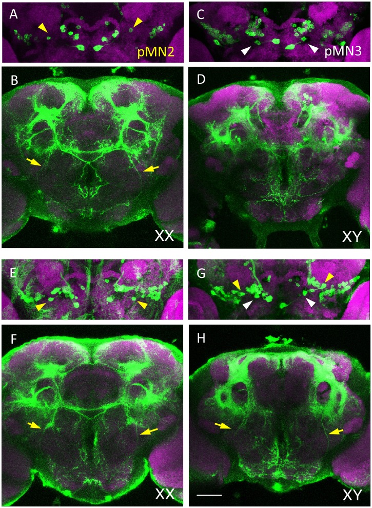 Fig 6