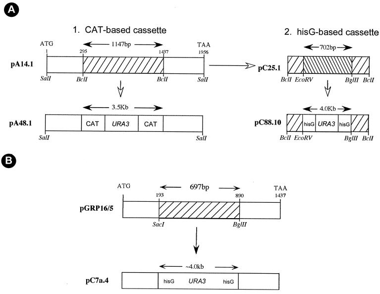 FIG. 1