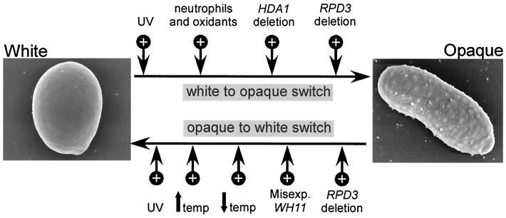 FIG. 9