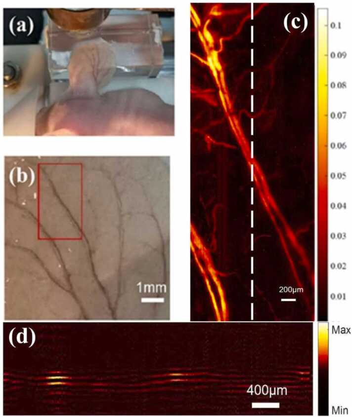 Fig. 10