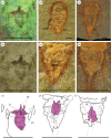 Pretelsonic processes of B. woodwardi and S. abundantis (Offacolidae).
