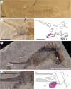 Appendicular derivatives of Emeraldella brutoni (Vicissicaudata) and the anal pouch of H. optata.