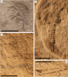 Lectotype and paralectotype of B. woodwardi.