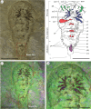 New specimen of B. woodwardi ROMIP53886.