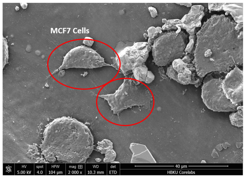 Figure 7